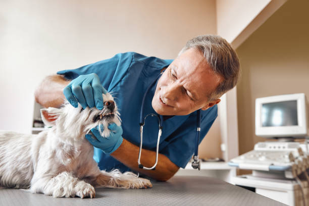 Best Dentist for Tooth Abscess  in Westville, OK